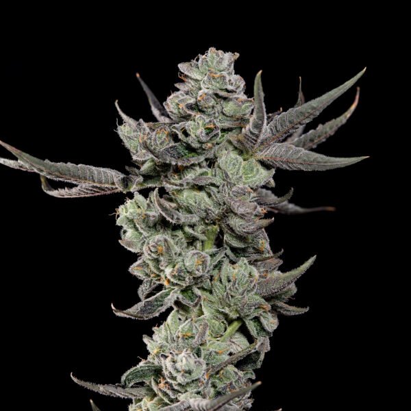 CALI TINGS - Imagen 3