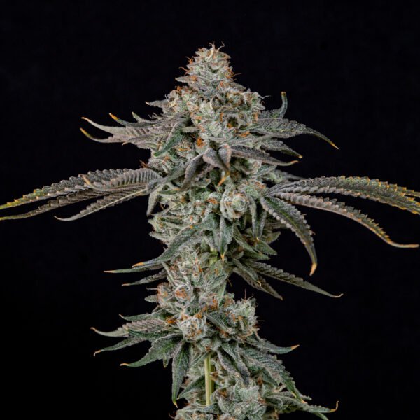GAS GIMLET - Imagen 2