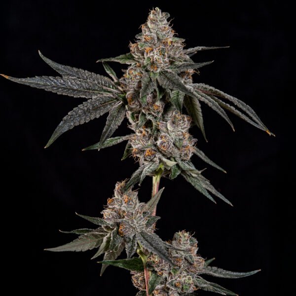 GRAND PRIXX - Imagen 3