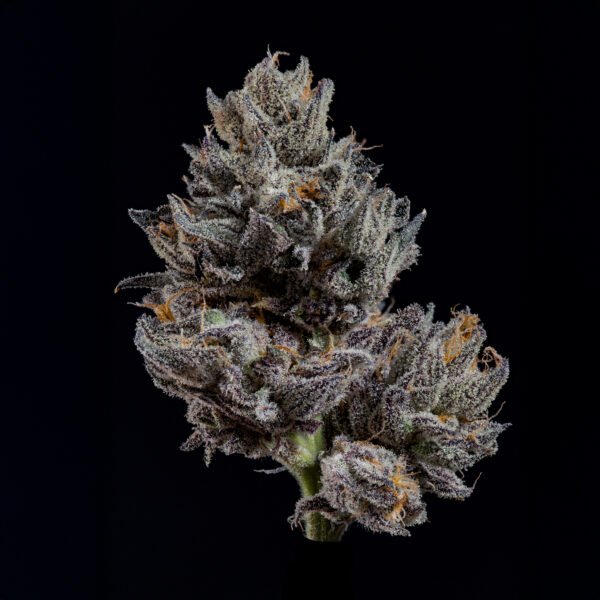 KNIGHTCAP - Imagen 2