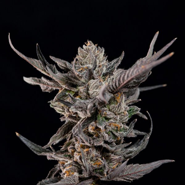 KNIGHTCAP - Imagen 3