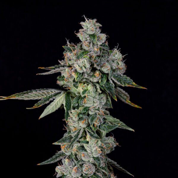 L.I.I.T. - Imagen 2