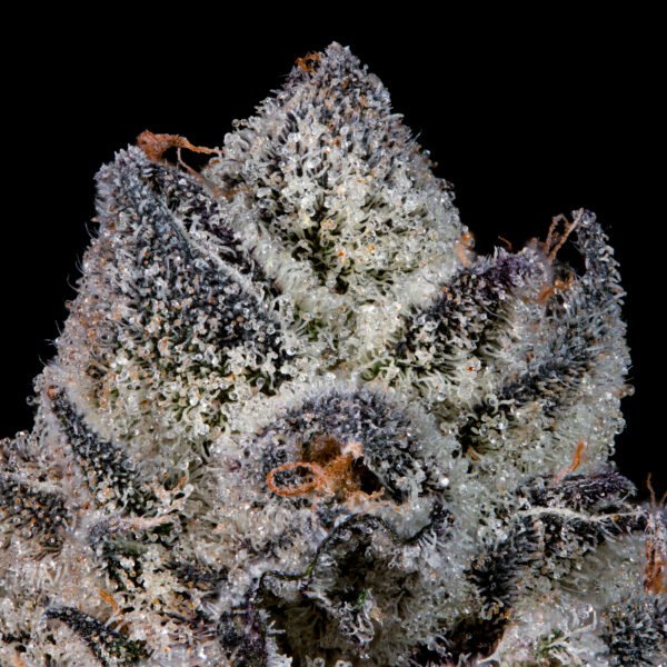 LEMON FEVER - Imagen 2