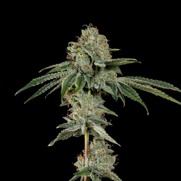 OG Hour - Imagen 2