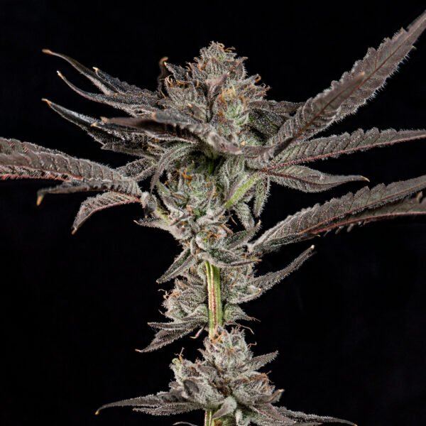 PROPA CANDY - Imagen 3