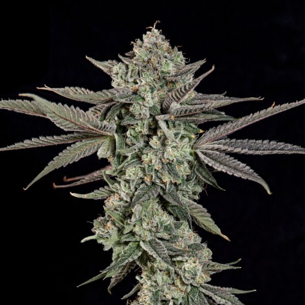 ROPEGRIA - Imagen 2