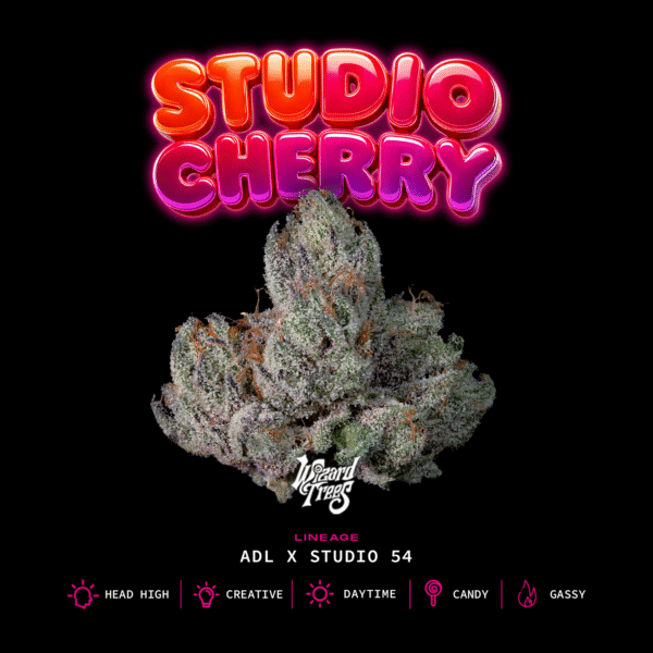STUDIO CHERRY
