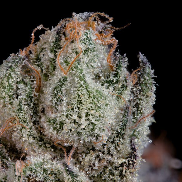 STUDIO CHERRY - Imagen 4