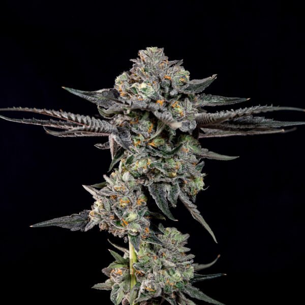 TOP G - Imagen 4