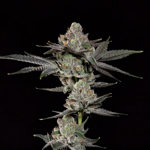 Z NERDZ - Imagen 2
